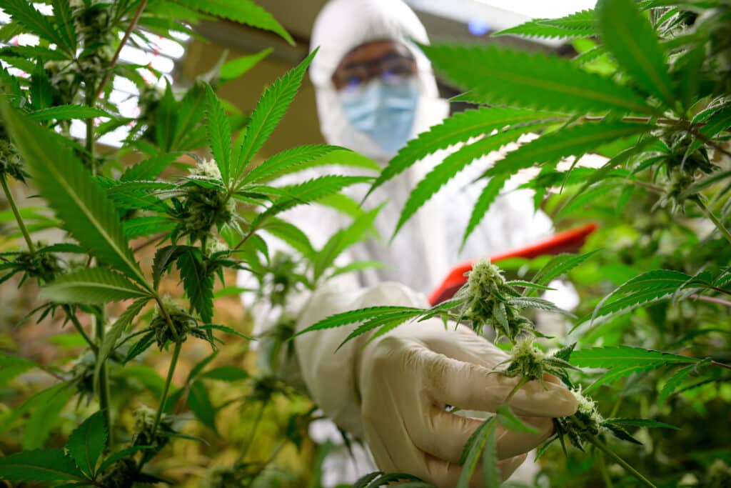 CDTFA Audits Cannabis